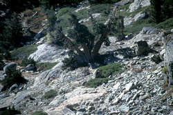 Three pronged pine, near Susie Lake.