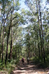 Walking down a forest road in the gum trees