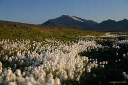 Cotton grass, road markers and Snæfell
