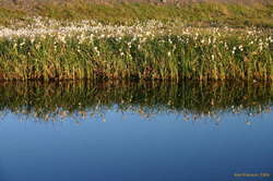 Cotton grass by a pond