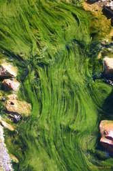 Different coloured algae