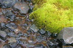 Moss and water