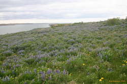 lupines as far as the eye can see