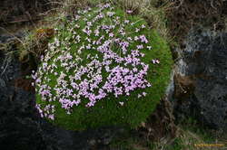 Wildflowers on moss on a rockface.  flowers about 10mm
