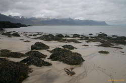 Seaweed on rocks, seashore at Búðir