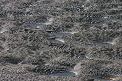 Patterns in the tidal mud
