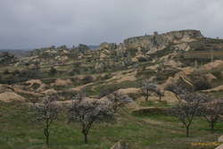 More cherry fields in the landscape near Ürgüp