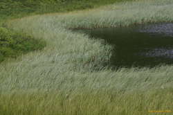 Wind blow grass beneath Vindbelgjarfjall