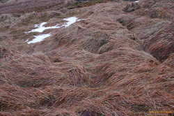 snow flattened grasses