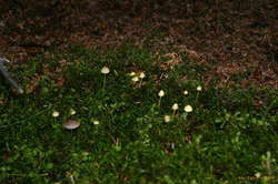 Small mushrooms growing under pine trees