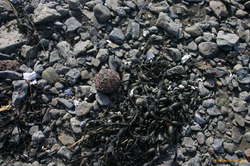 Sea urchins all along the shore