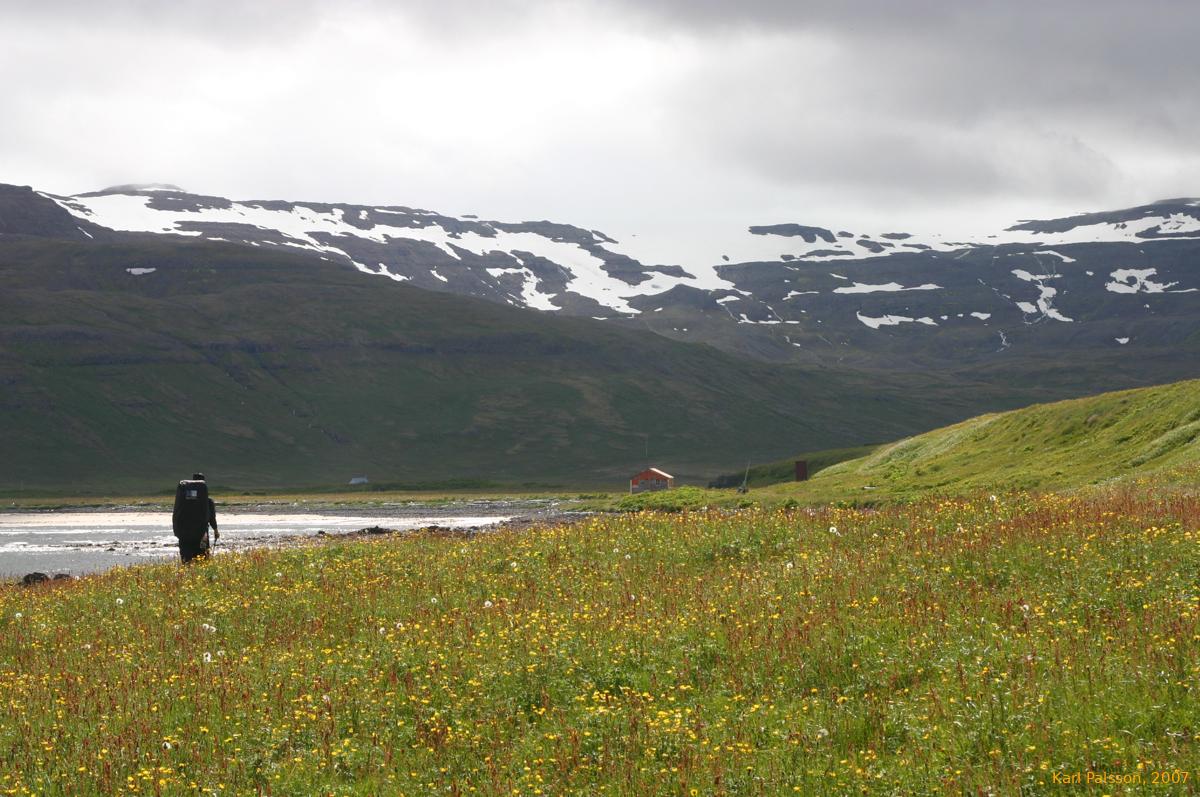 Wolfgang in a sunny meadow, approaching Furufjörður