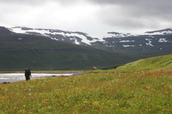 Wolfgang in a sunny meadow, approaching Furufjörður