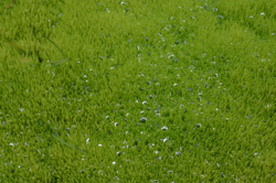 Water droplets on moss, east side of Svartaskarð
