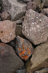 The shore south of Bolungarvík was full of these spotty stones, both white and orange