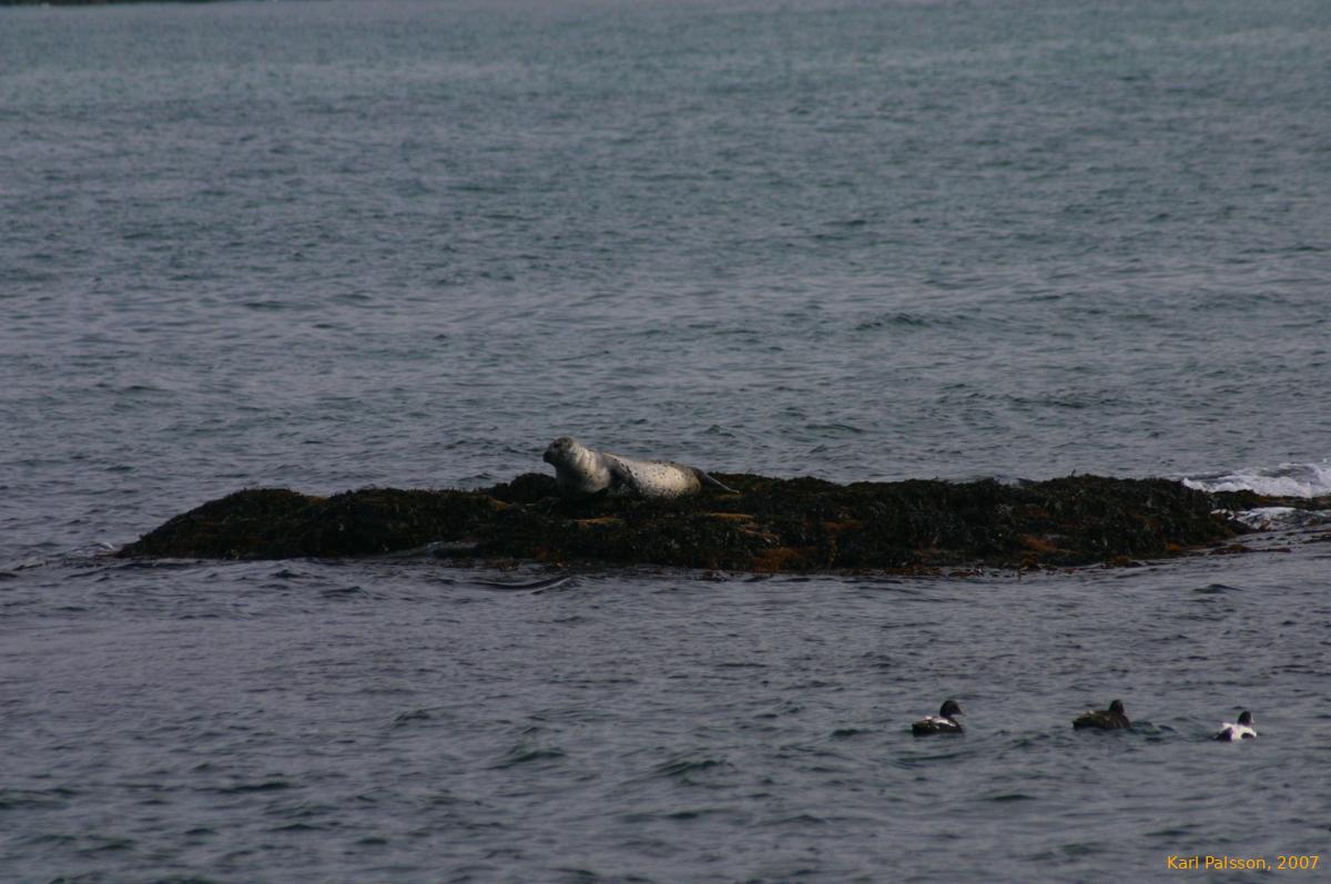 Same seal in Reykjafjörður