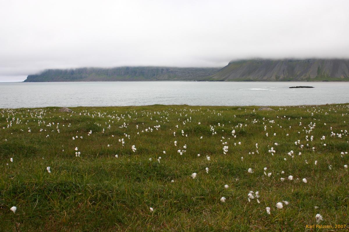 Cotton grass in Reykjafjörður