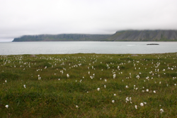 Cotton grass in Reykjafjörður