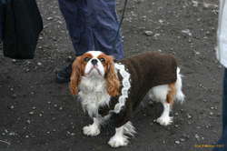 Handbag dogs everywhere