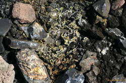 Sulfur crystals
