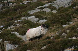 Irish sheep all had painted markers