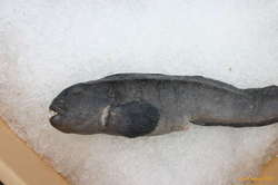 Steinbitur (ocean catfish)