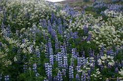 Lupines and friends on Esja