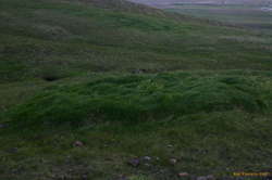 Windblown grass on Esja