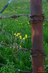 Fenced off flowers
