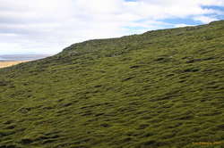 Mossy hillsides