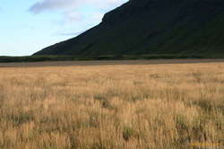 Sunlit dry grass
