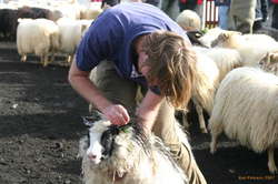 Karl sorting sheep
