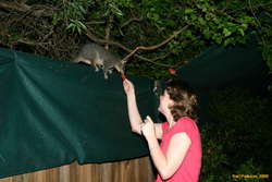 Kat feeding a possum
