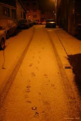 Snowy footsteps
