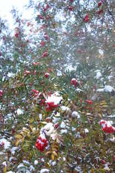 Snow on the rowan tree