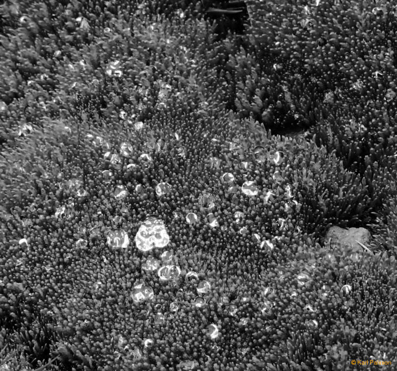 Water drops on moss