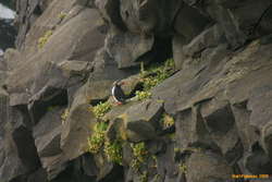 All the other puffins were out at sea