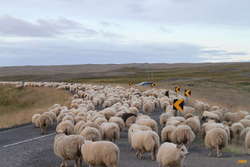 Sheep on the move