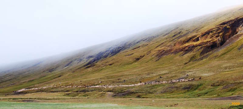 Mustering down the valley under morning fog