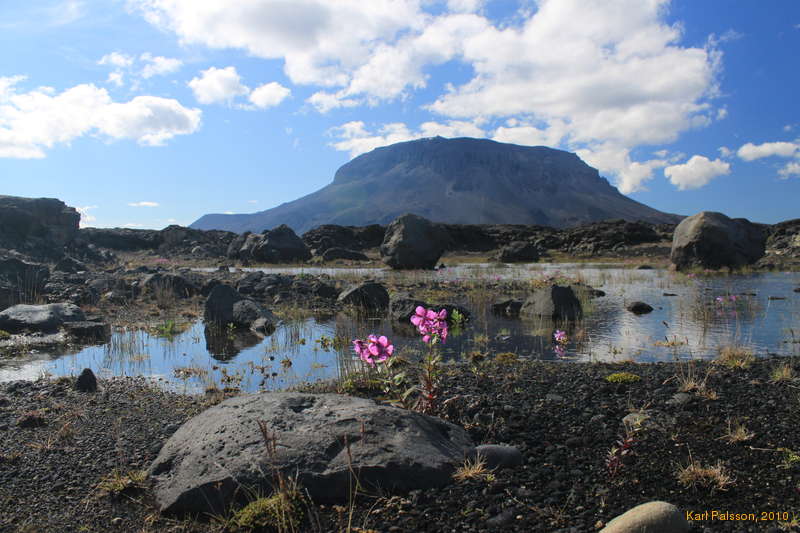 Eyrarrós in front of Herðubreið, near the river junction