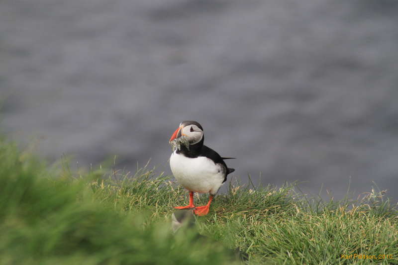 Puffin with a mouth full of food