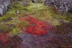 Red moss