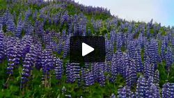 Lupines in the wind in Elliðaárdalur