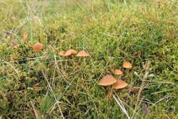 Mushrooms amongst the moss and grass
