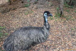 Emus are dinosaurs too