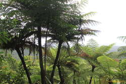 Tree ferns at the lookout