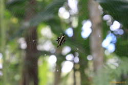 Jewelled spider in Keff's garden