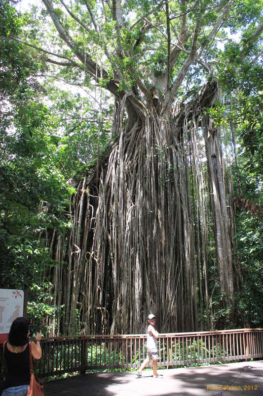 The curtain fig