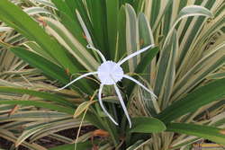 Spider lillies were everywhere in Cairns