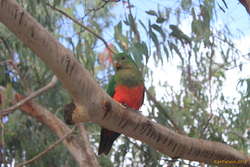King parrots are pretty
